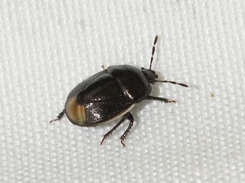 Réf. 230 945 : Legnotus limbosus